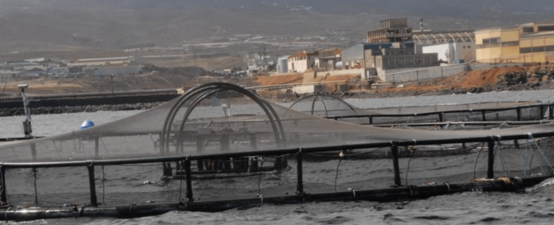 Imagen de archivo de una jaula marina ubicada en la costa de Telde / TA